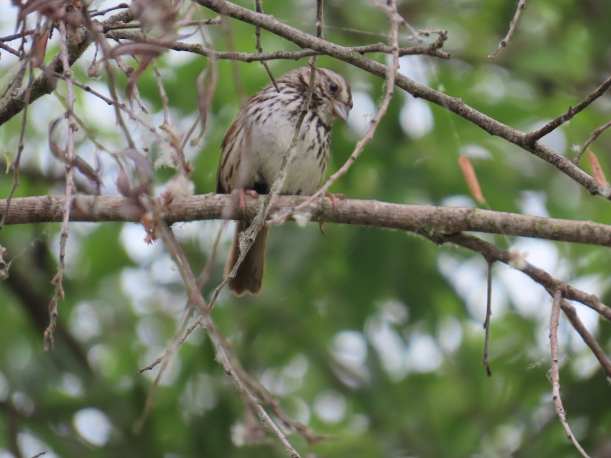 Song Sparrow - ML620192371