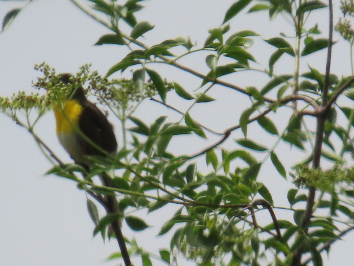 Yellow-breasted Chat - ML620192376