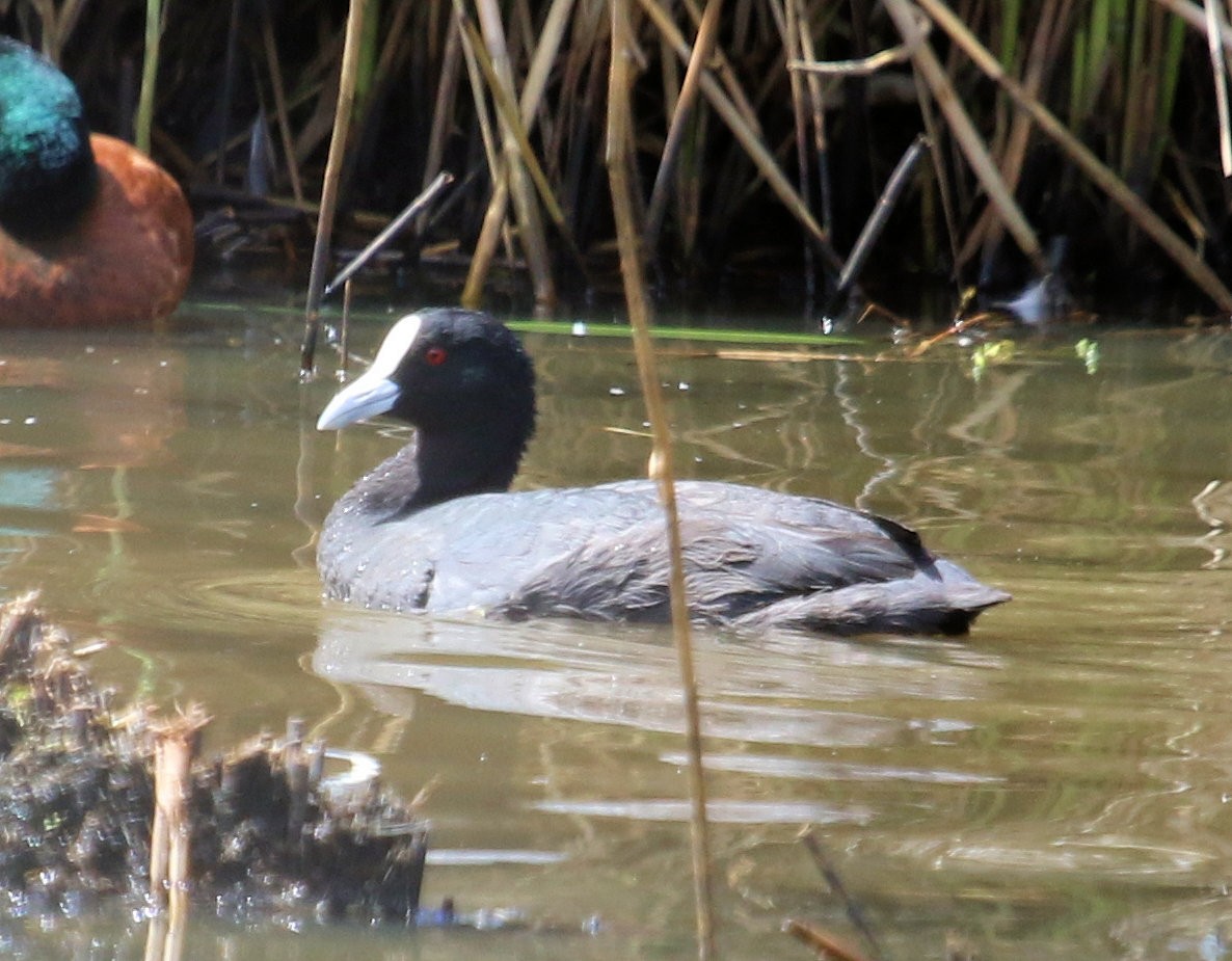 Eurasian Coot - ML620192379