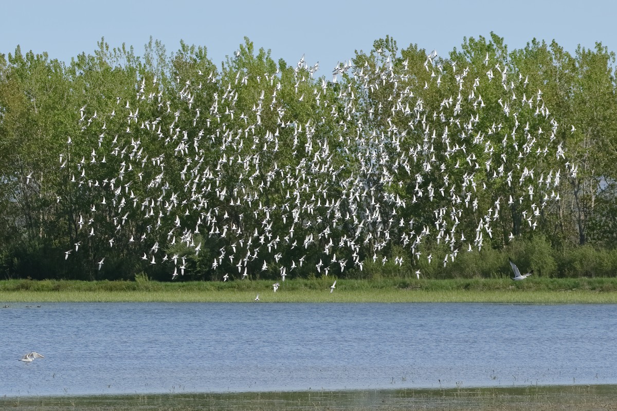 Чернозобик - ML620192385