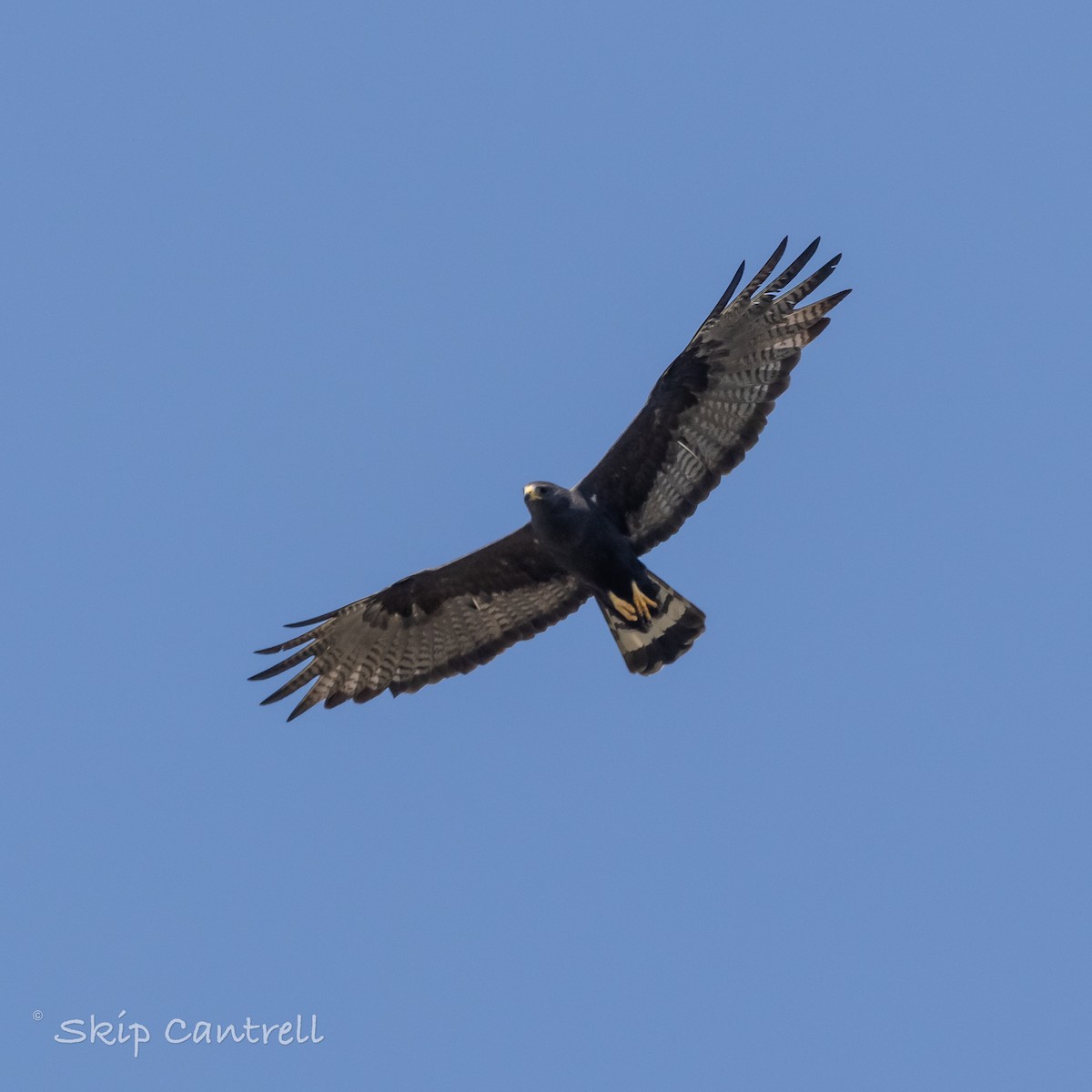 Zone-tailed Hawk - ML620192388