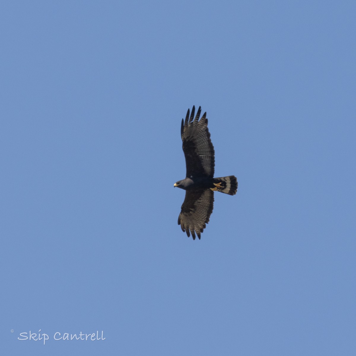 Rußbussard - ML620192389