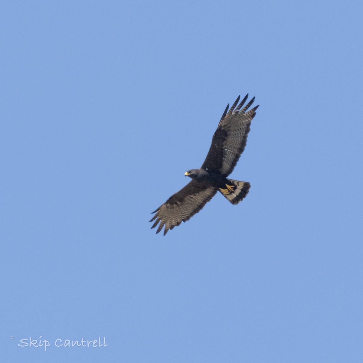 Zone-tailed Hawk - ML620192390