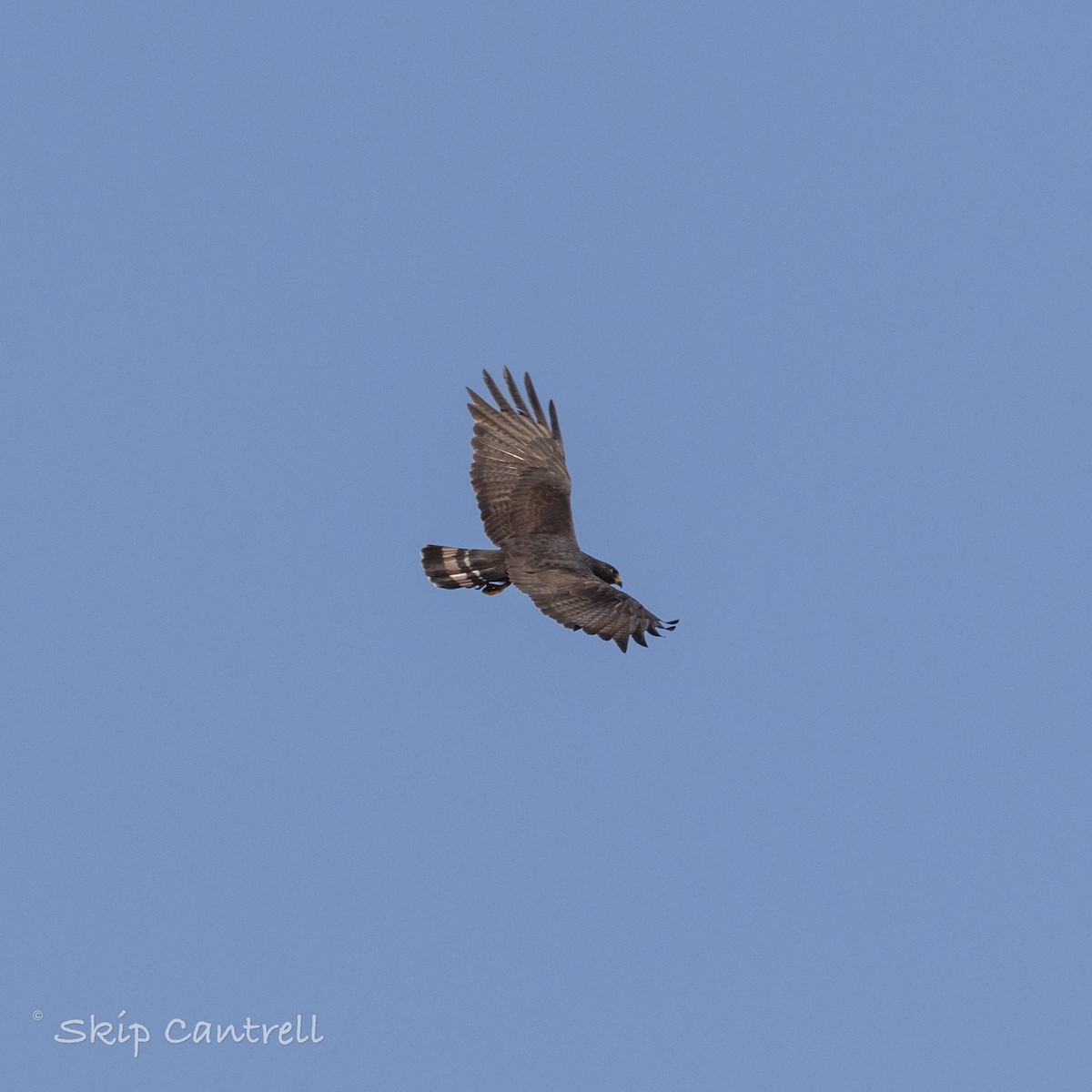 Zone-tailed Hawk - ML620192391