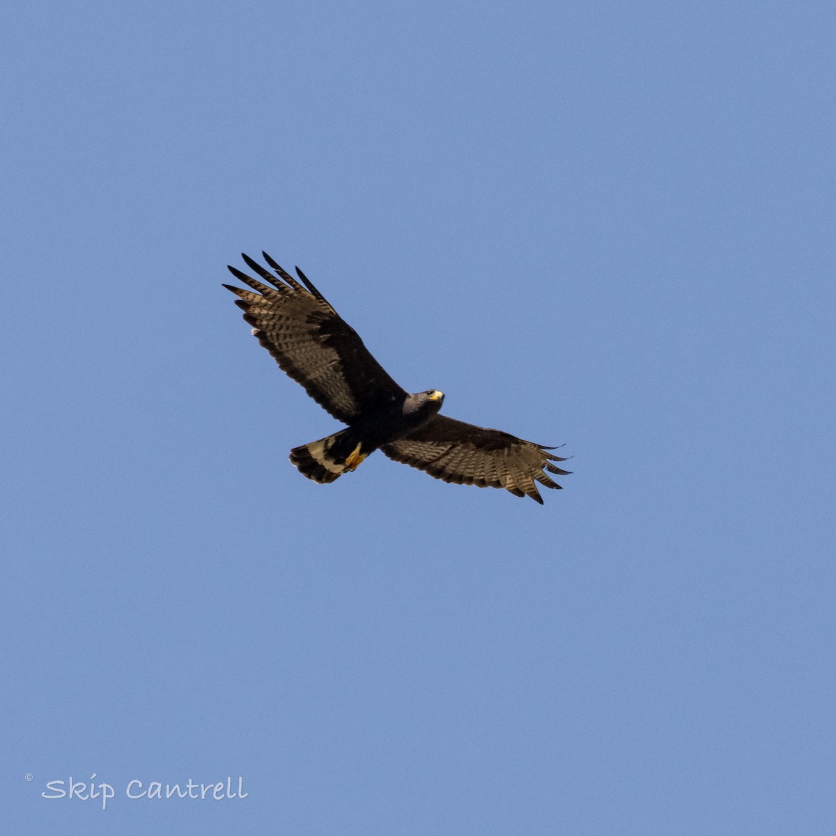 Zone-tailed Hawk - ML620192392