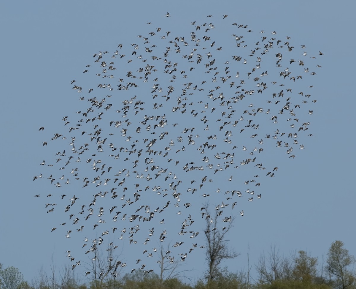 Dunlin - ML620192393