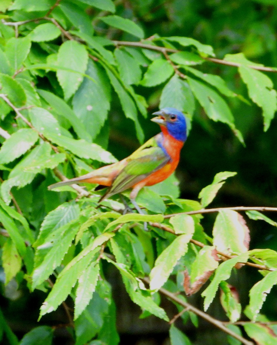 Painted Bunting - ML620192394