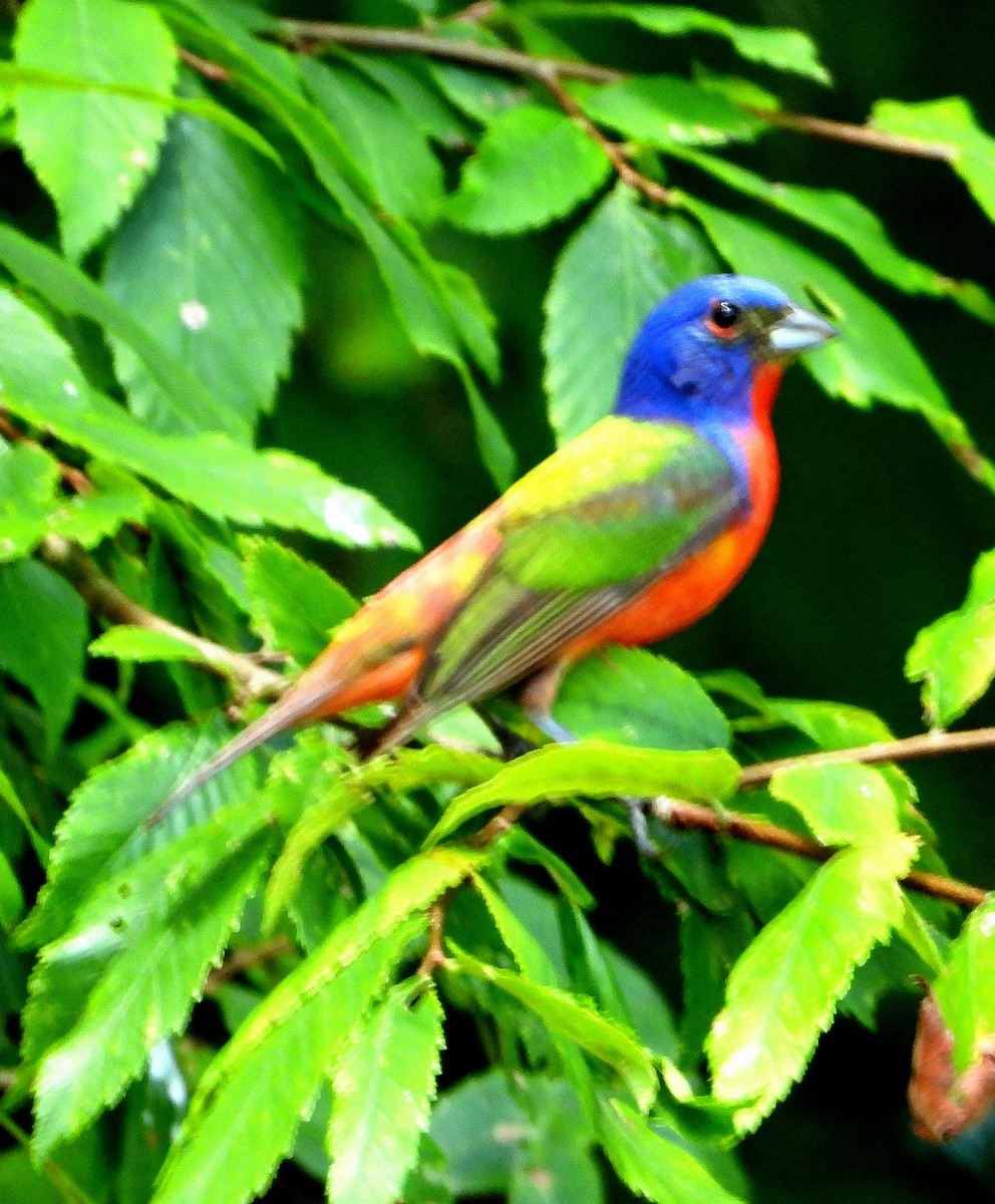Painted Bunting - ML620192396