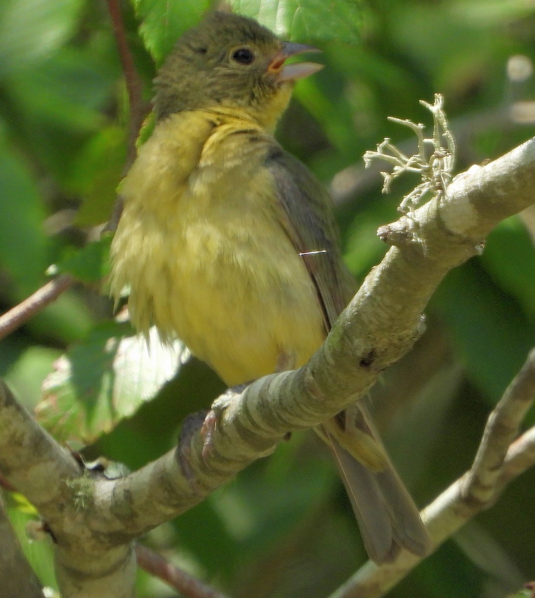 Painted Bunting - ML620192399