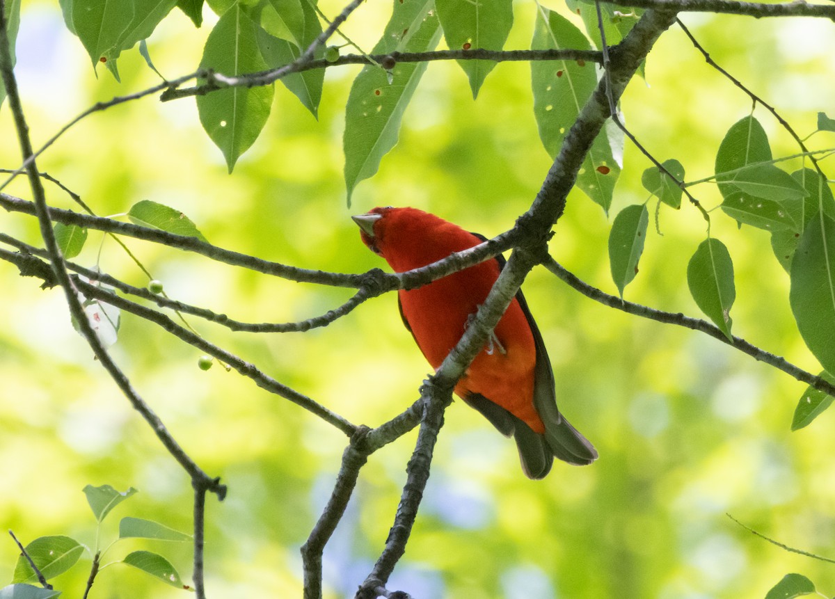 Scarlet Tanager - ML620192402