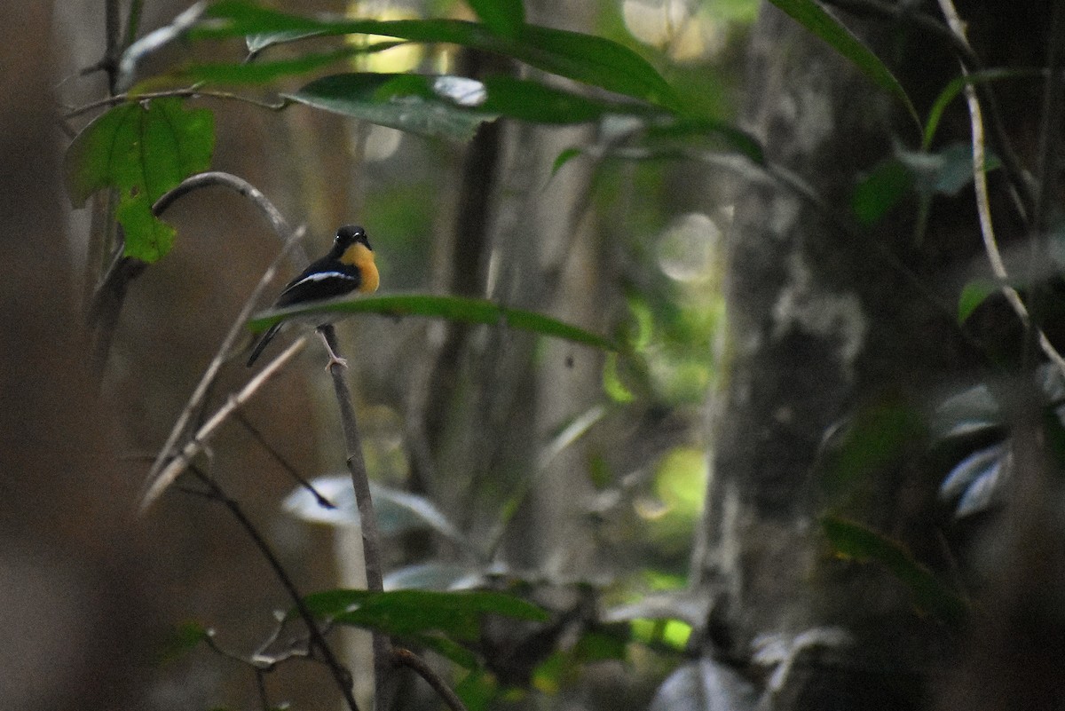 Rufous-chested Flycatcher - ML620192405