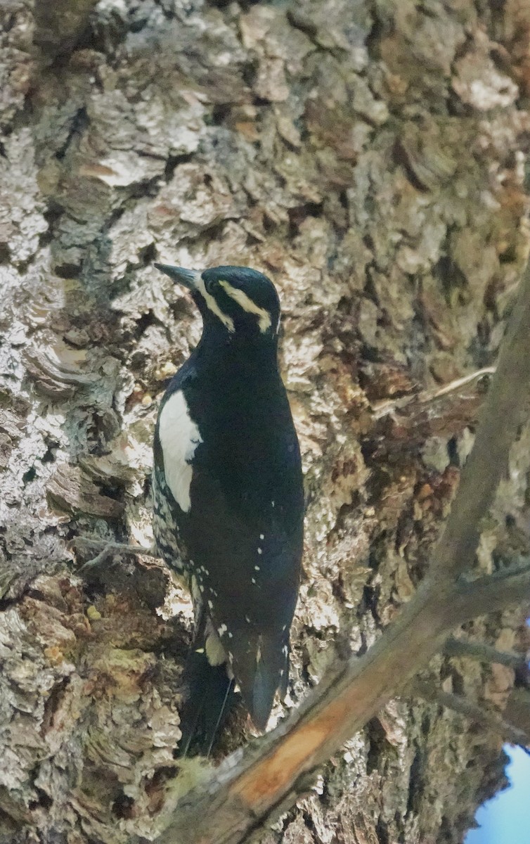 Williamson's Sapsucker - ML620192418