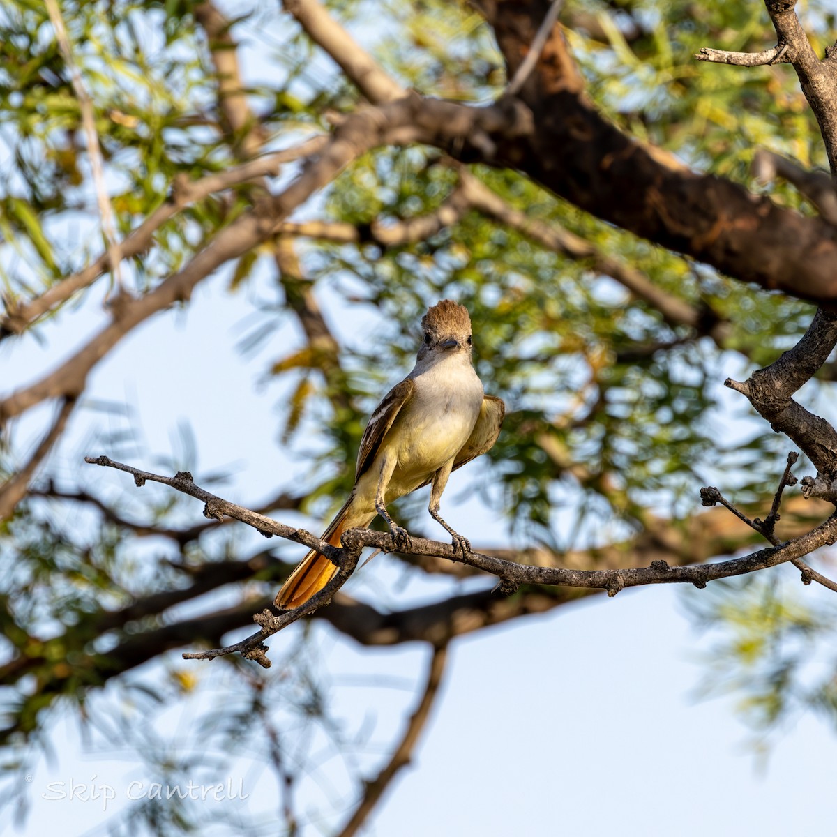 Ash-throated Flycatcher - ML620192420