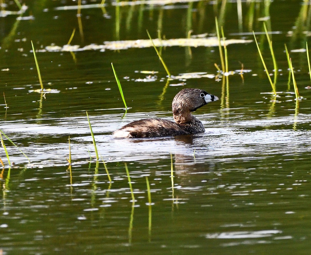 Pied-billed Grebe - ML620192427