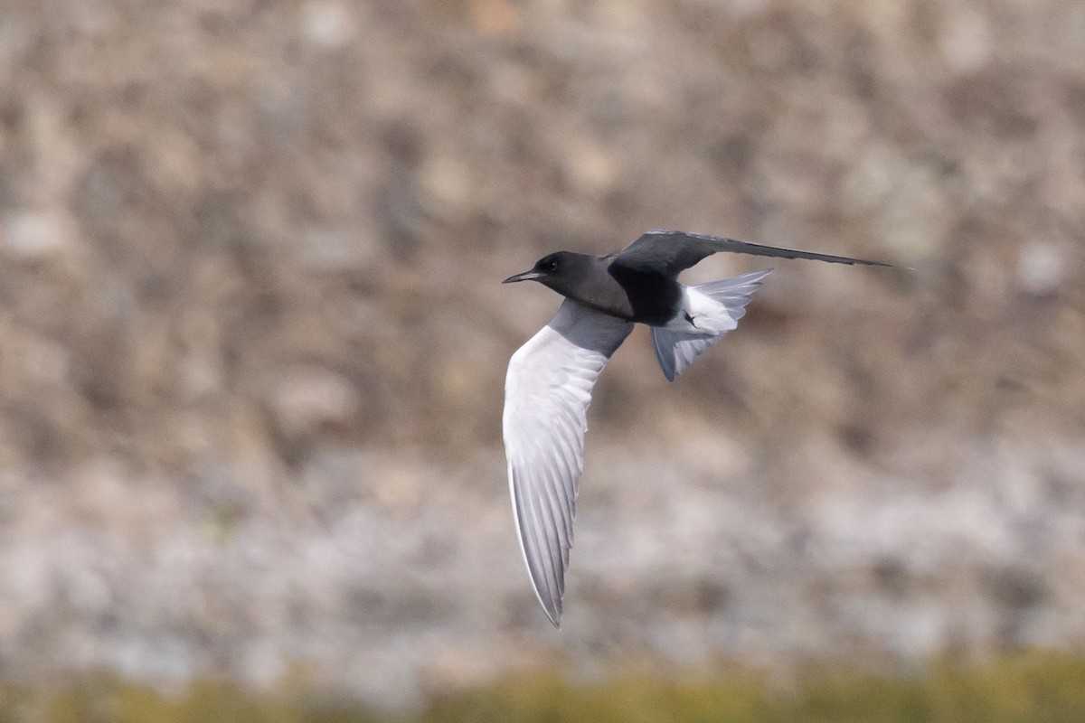 Black Tern - ML620192433