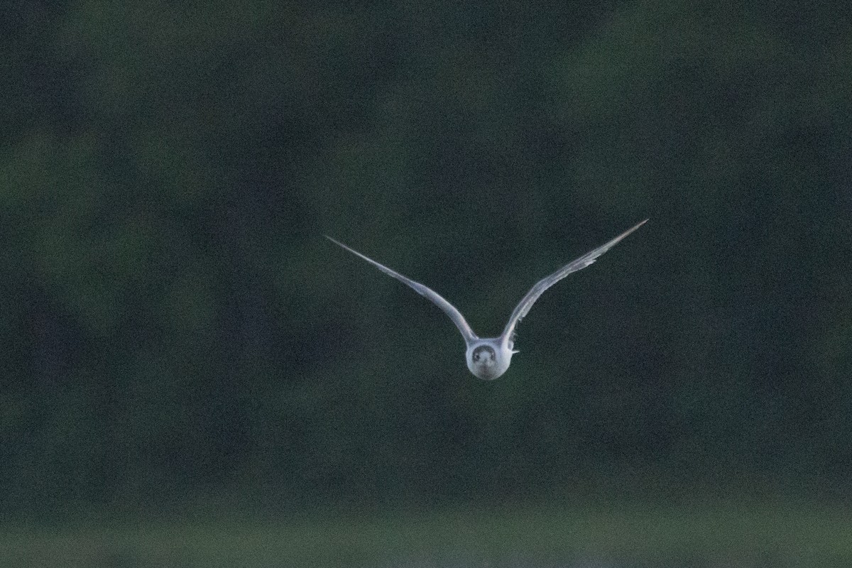 Franklin's Gull - ML620192472