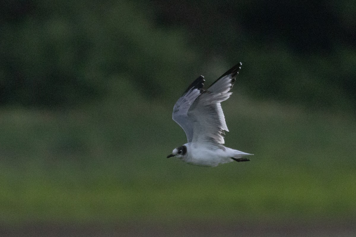 Franklin's Gull - ML620192474