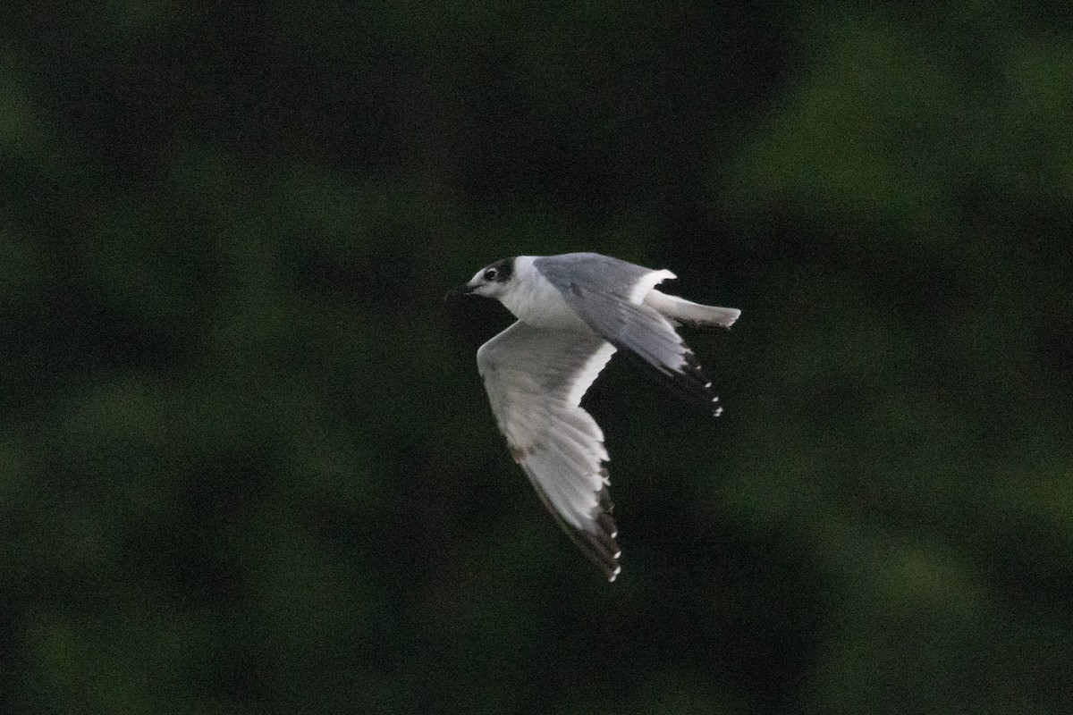 Franklin's Gull - ML620192476