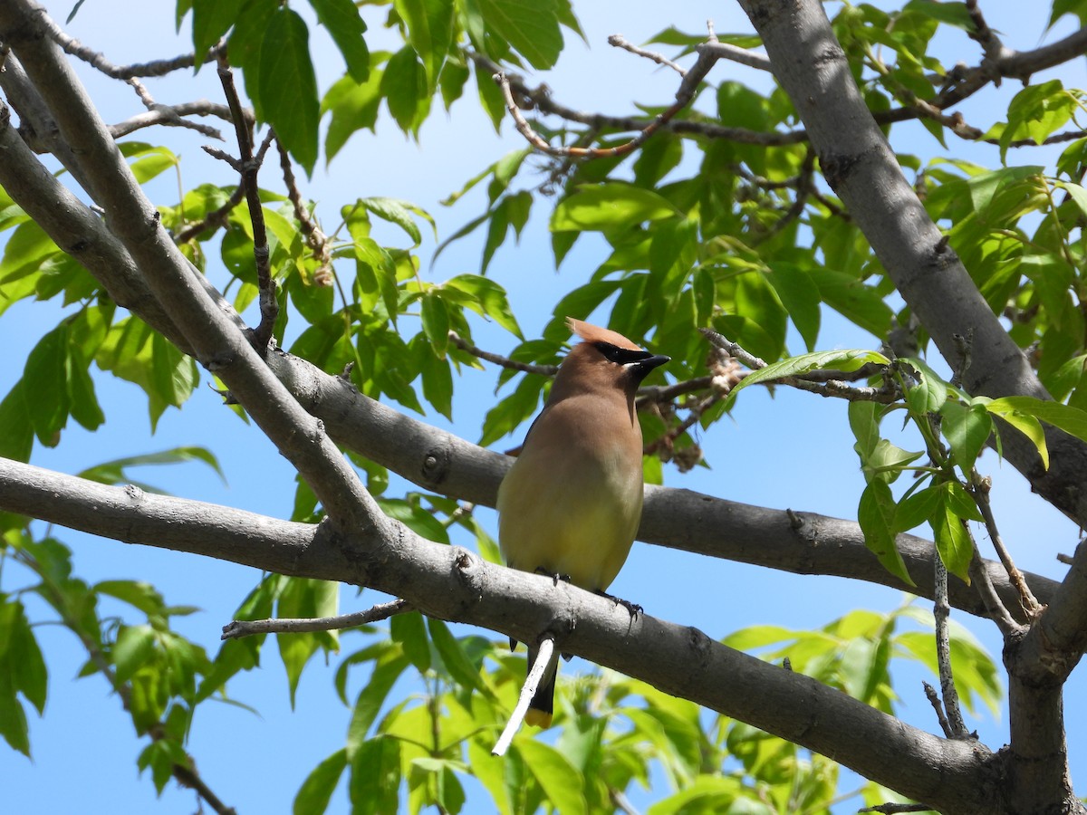 Cedar Waxwing - ML620192478