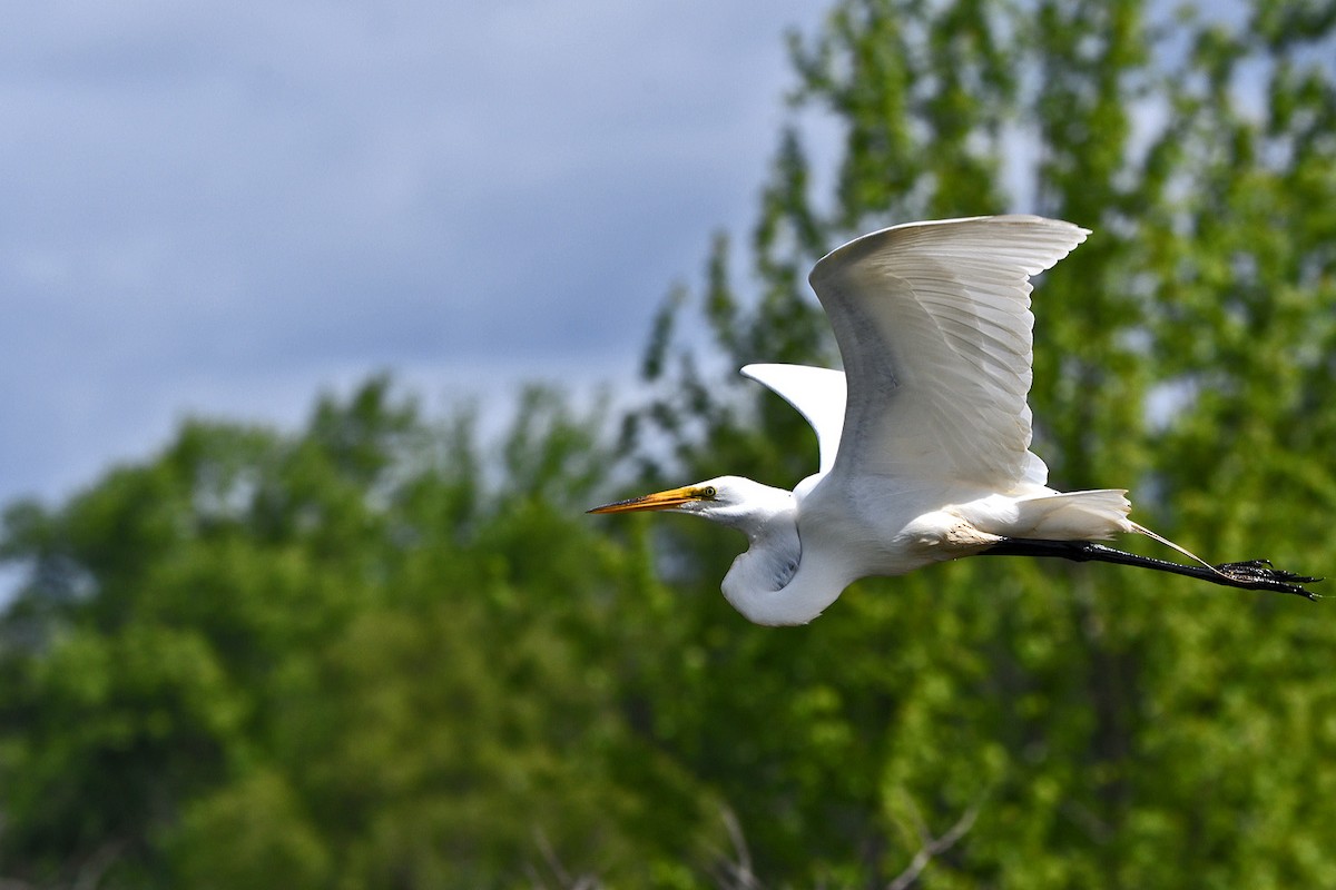 Great Egret - ML620192482