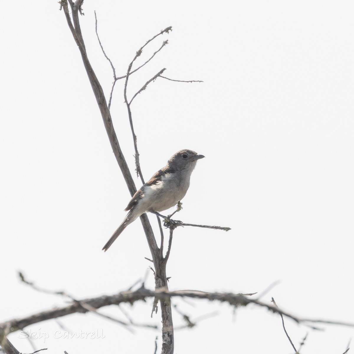 Gray Vireo - ML620192487