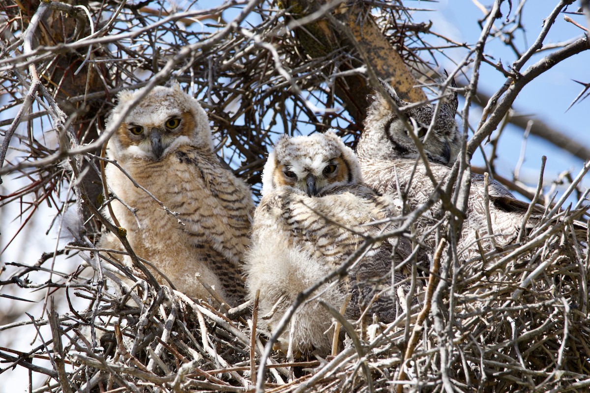 Great Horned Owl - ML620192490