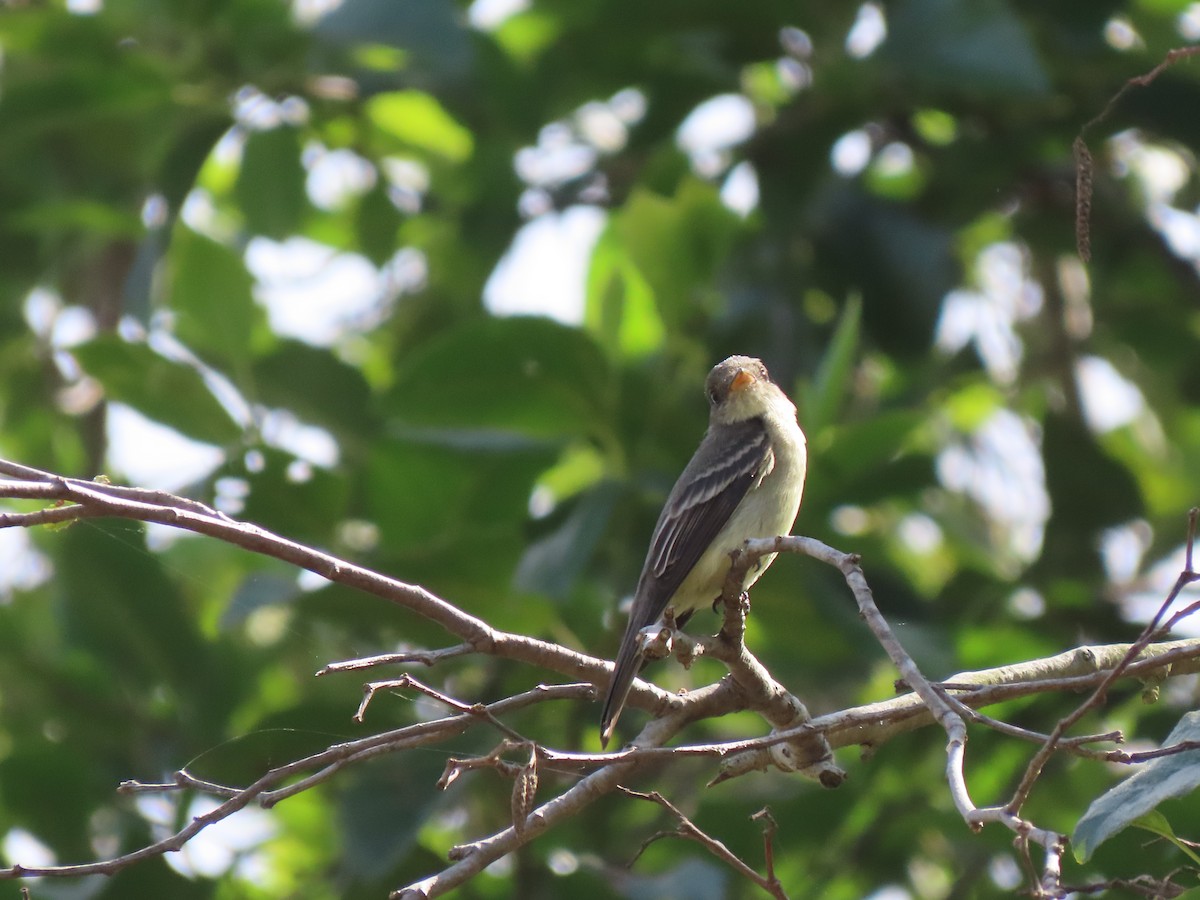 Eastern Wood-Pewee - ML620192491