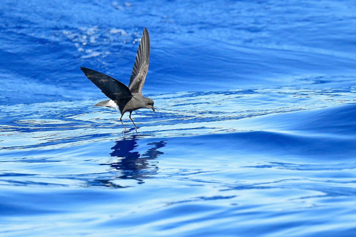 Wilson's Storm-Petrel - ML620192494