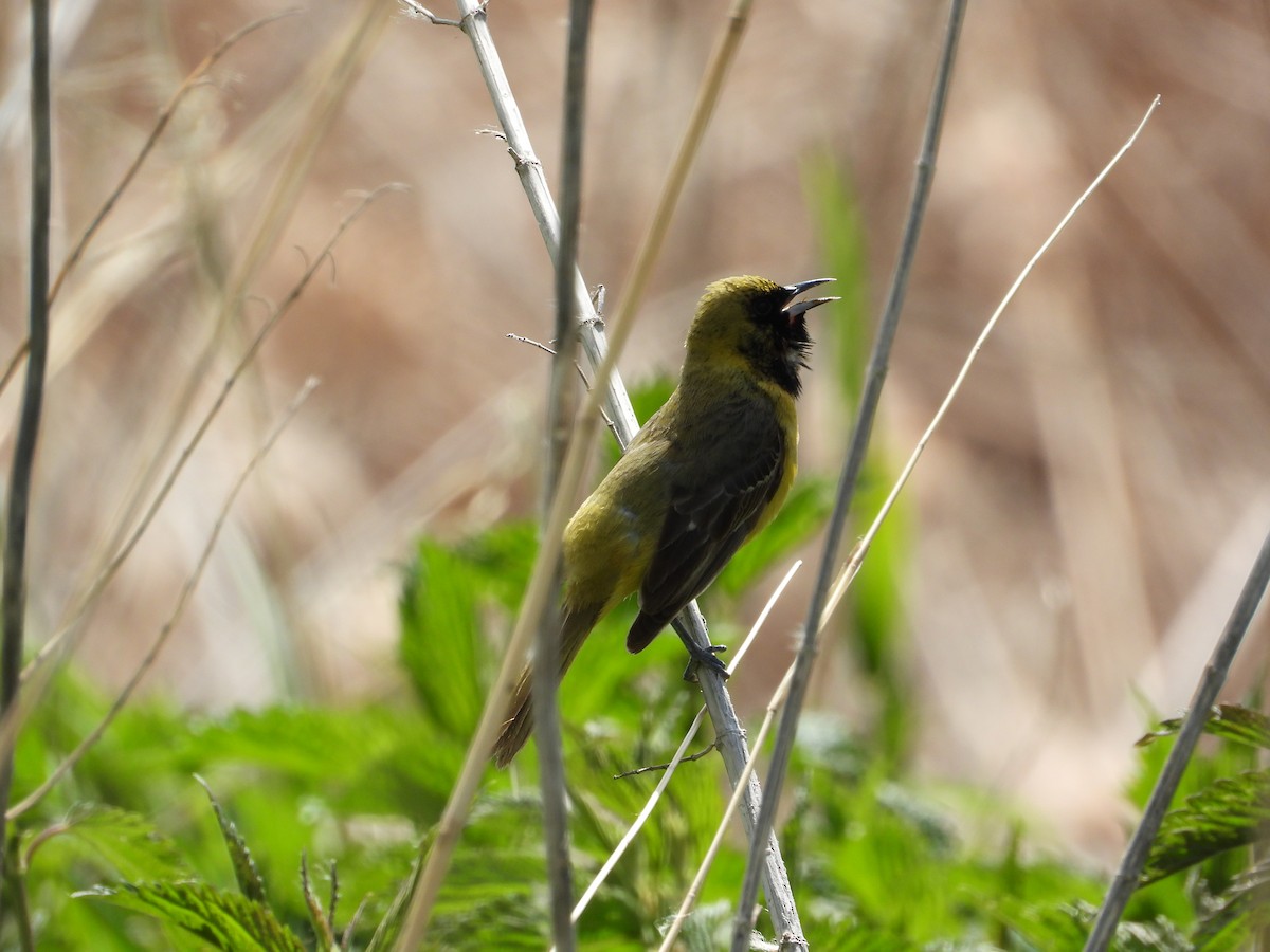 Orchard Oriole - ML620192496