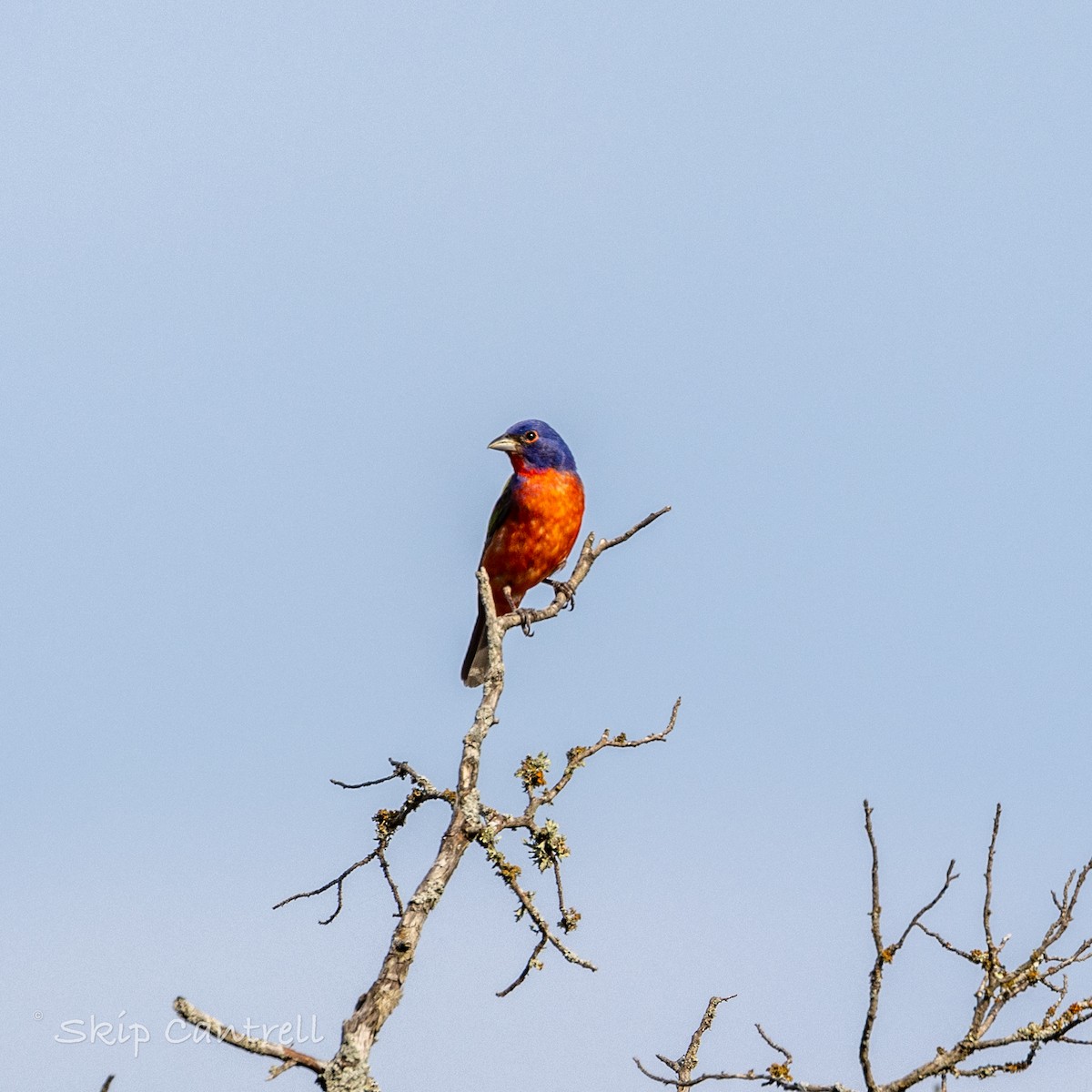 Painted Bunting - ML620192502
