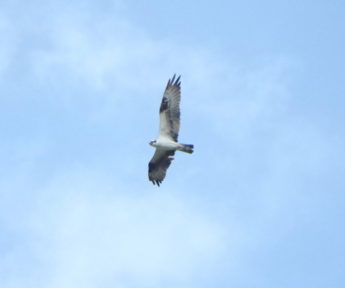 Águila Pescadora - ML620192507