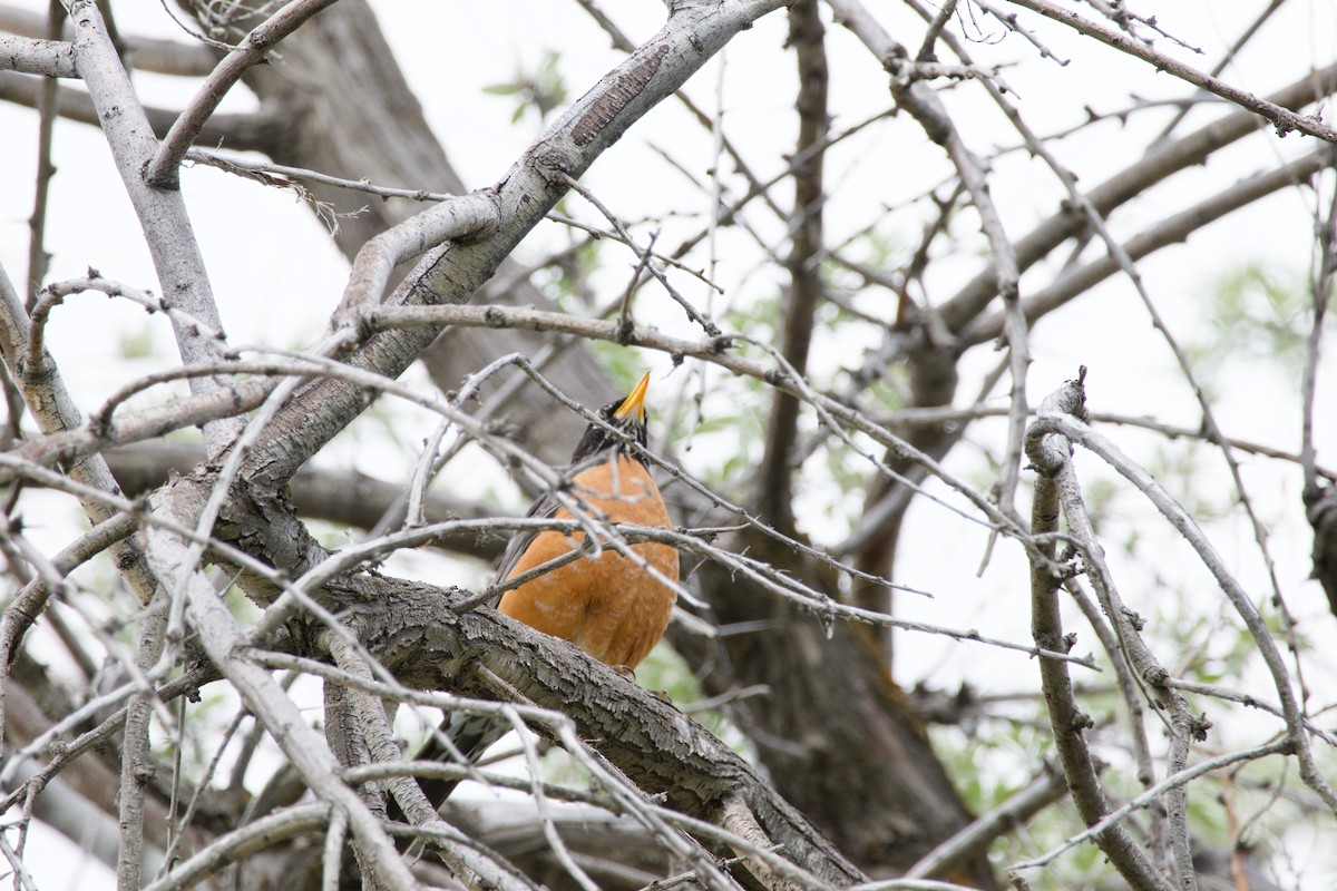 American Robin - ML620192508