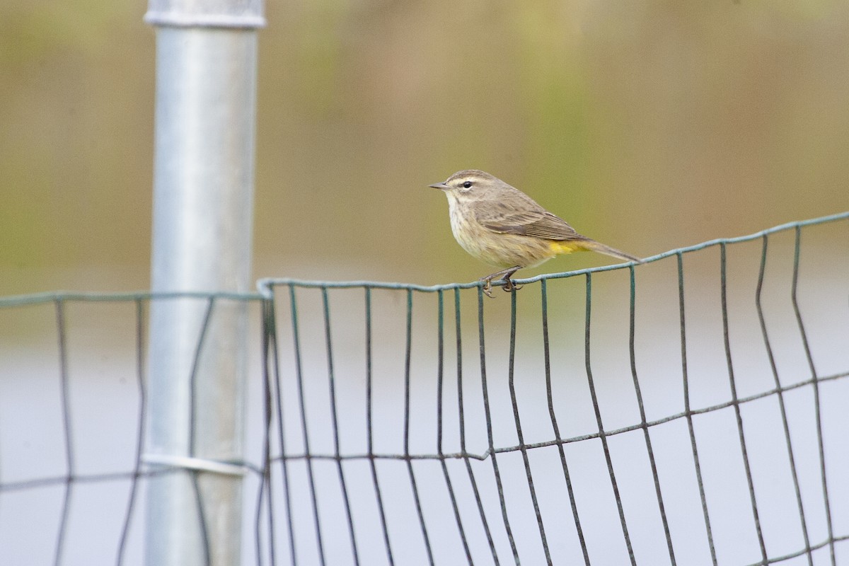 Palm Warbler - ML620192511