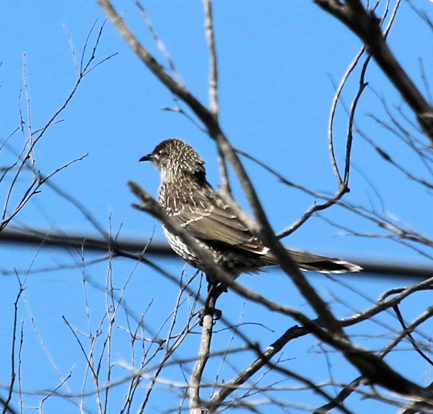 Little Wattlebird - ML620192520