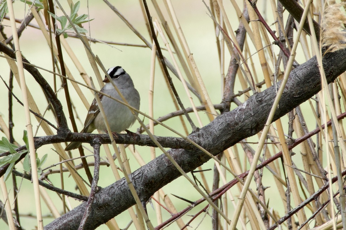 White-crowned Sparrow (oriantha) - ML620192525