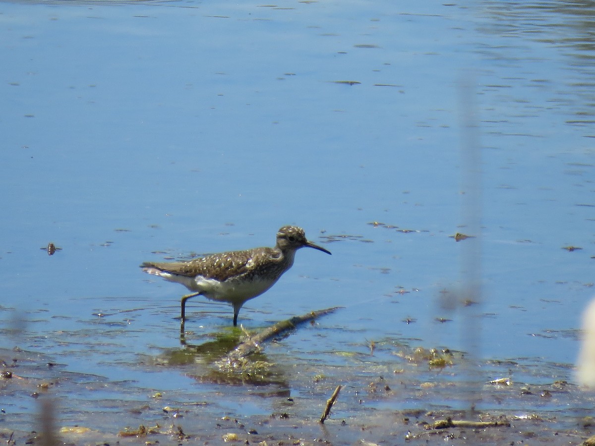 Solitary Sandpiper - ML620192526