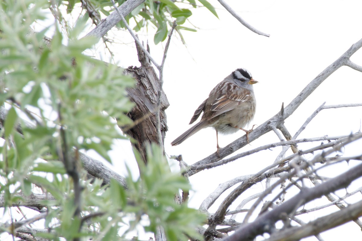 White-crowned Sparrow (Gambel's) - ML620192529