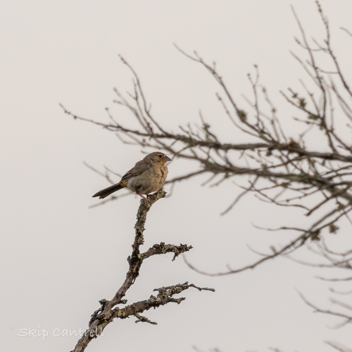 Canyon Towhee - ML620192530