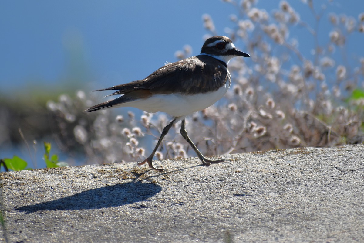 Killdeer - ML620192533