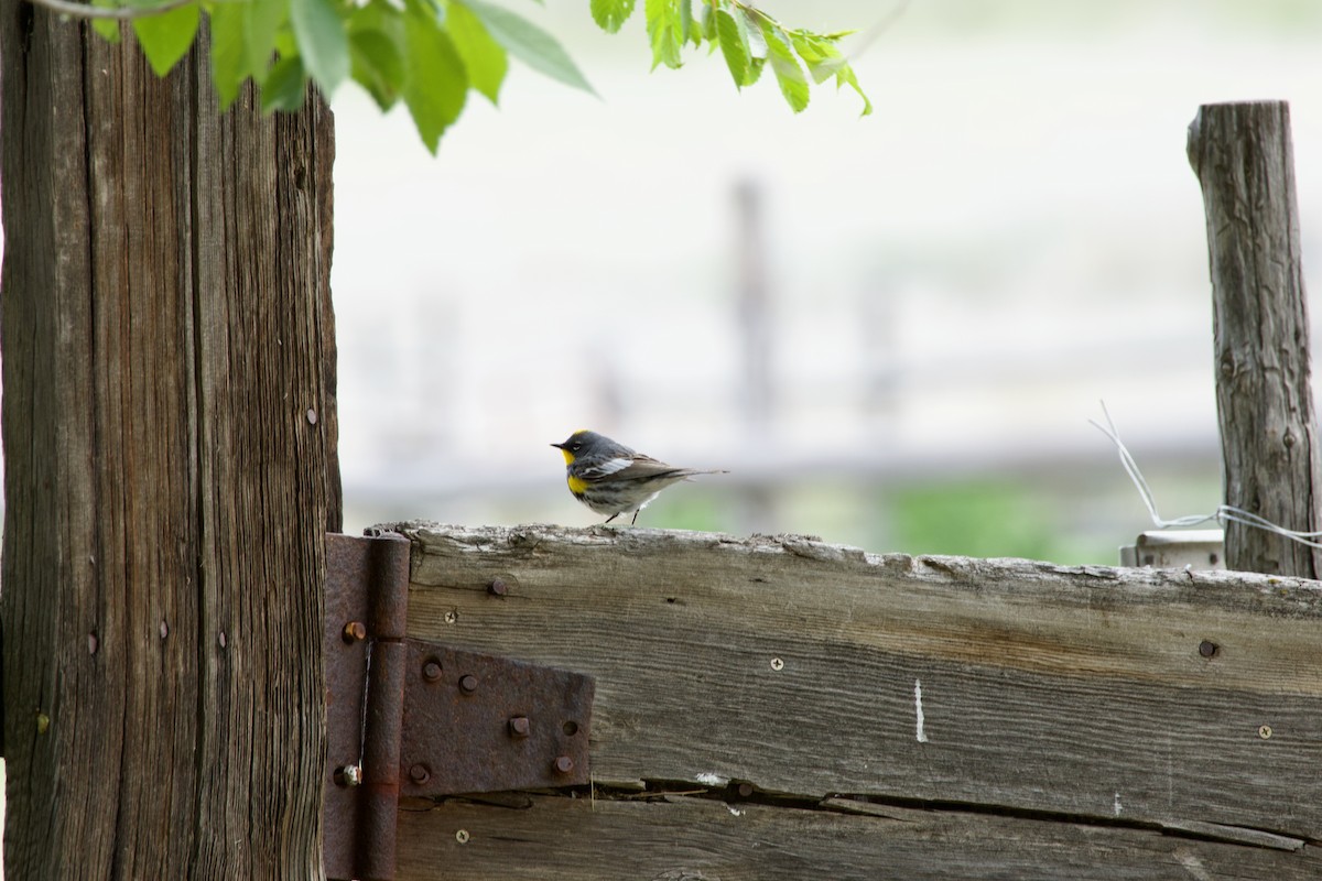 Yellow-rumped Warbler - A Branch