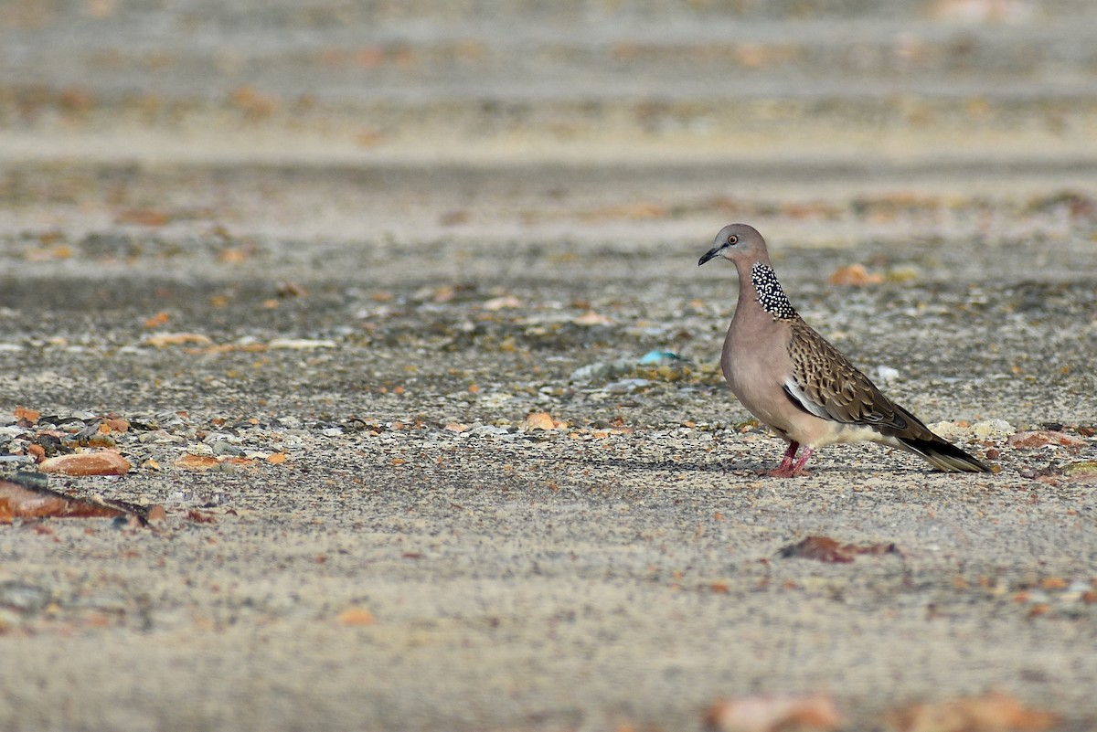 Spotted Dove - ML620192548