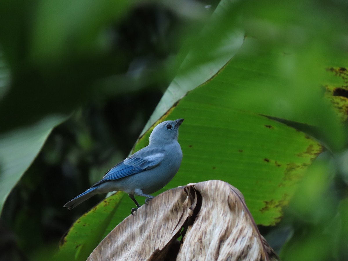 Blue-gray Tanager - ML620192556