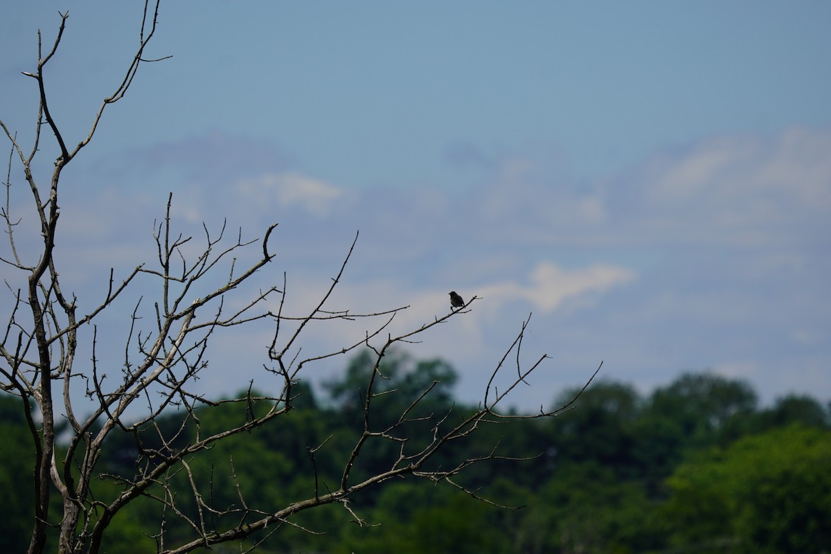 Red-winged Blackbird - ML620192557