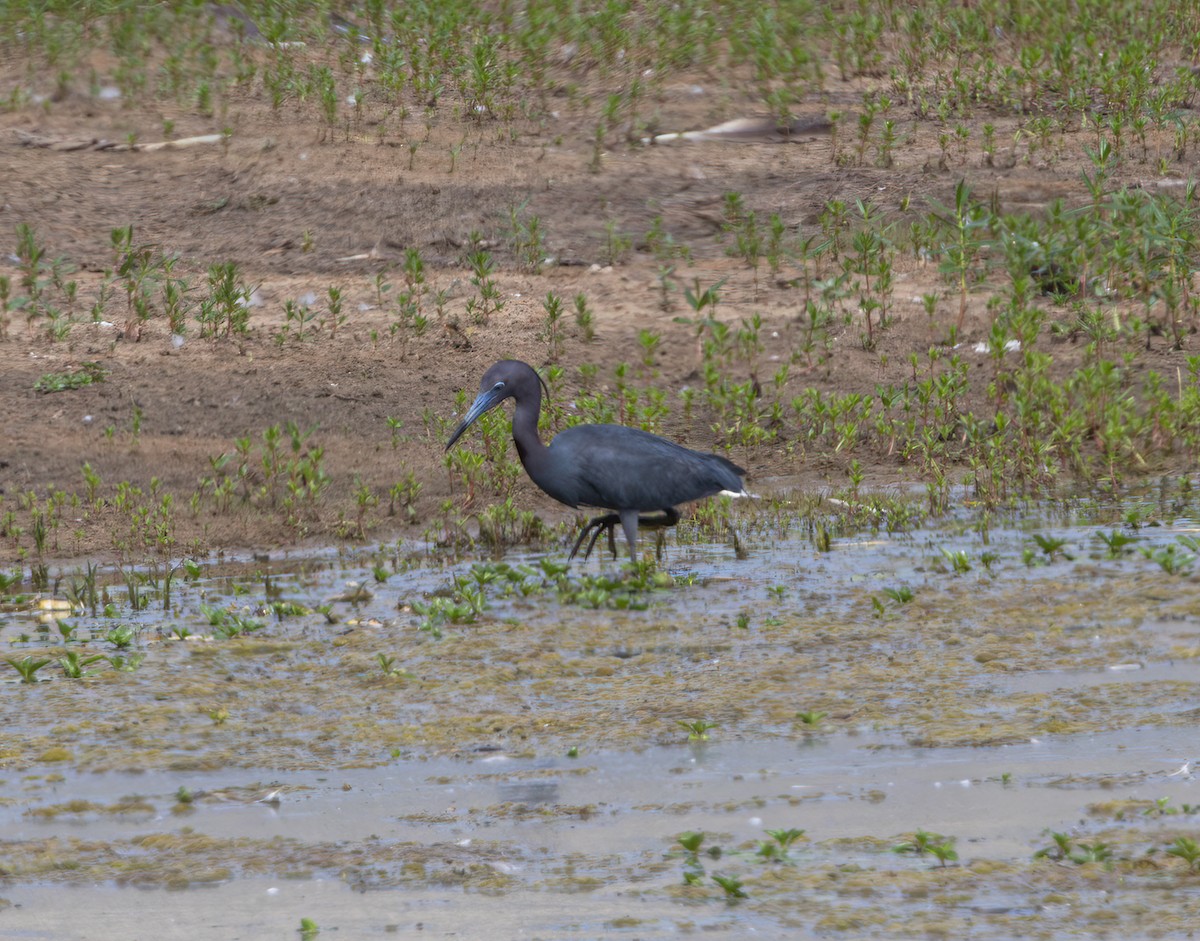 Little Blue Heron - ML620192560