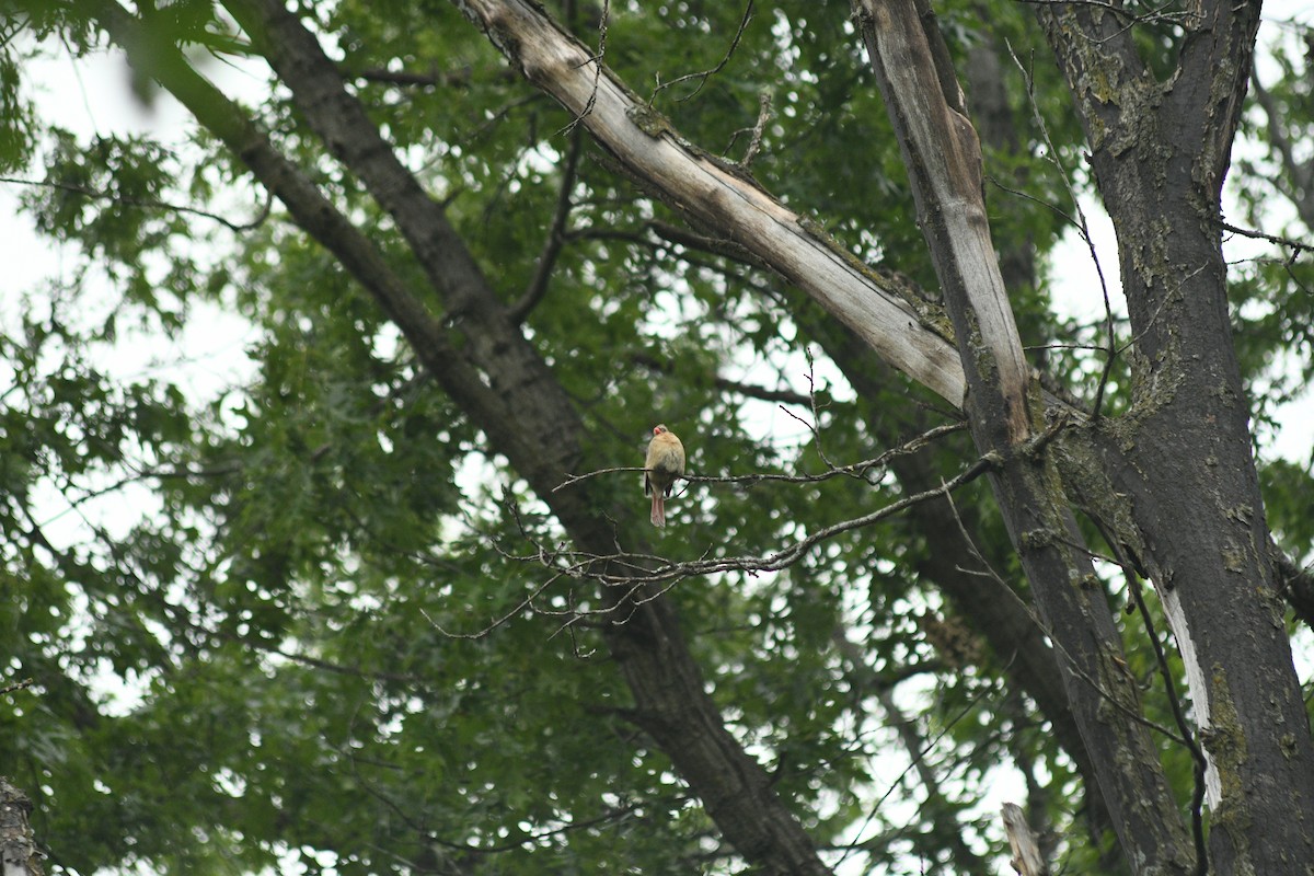 Northern Cardinal - ML620192565