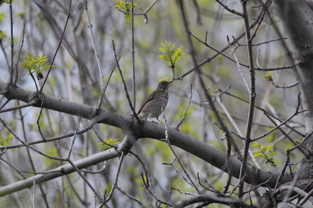 Gray-cheeked Thrush - ML620192567