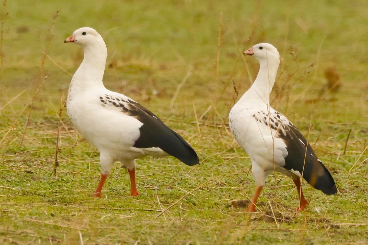 Andean Goose - ML620192568