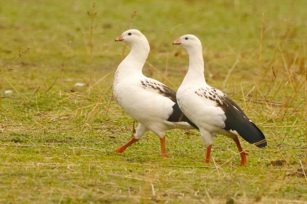 Andean Goose - ML620192569