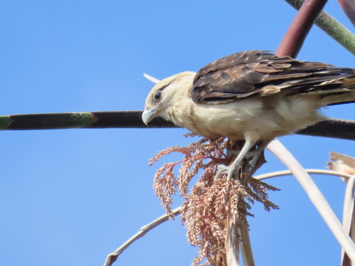 Caracara à tête jaune - ML620192573