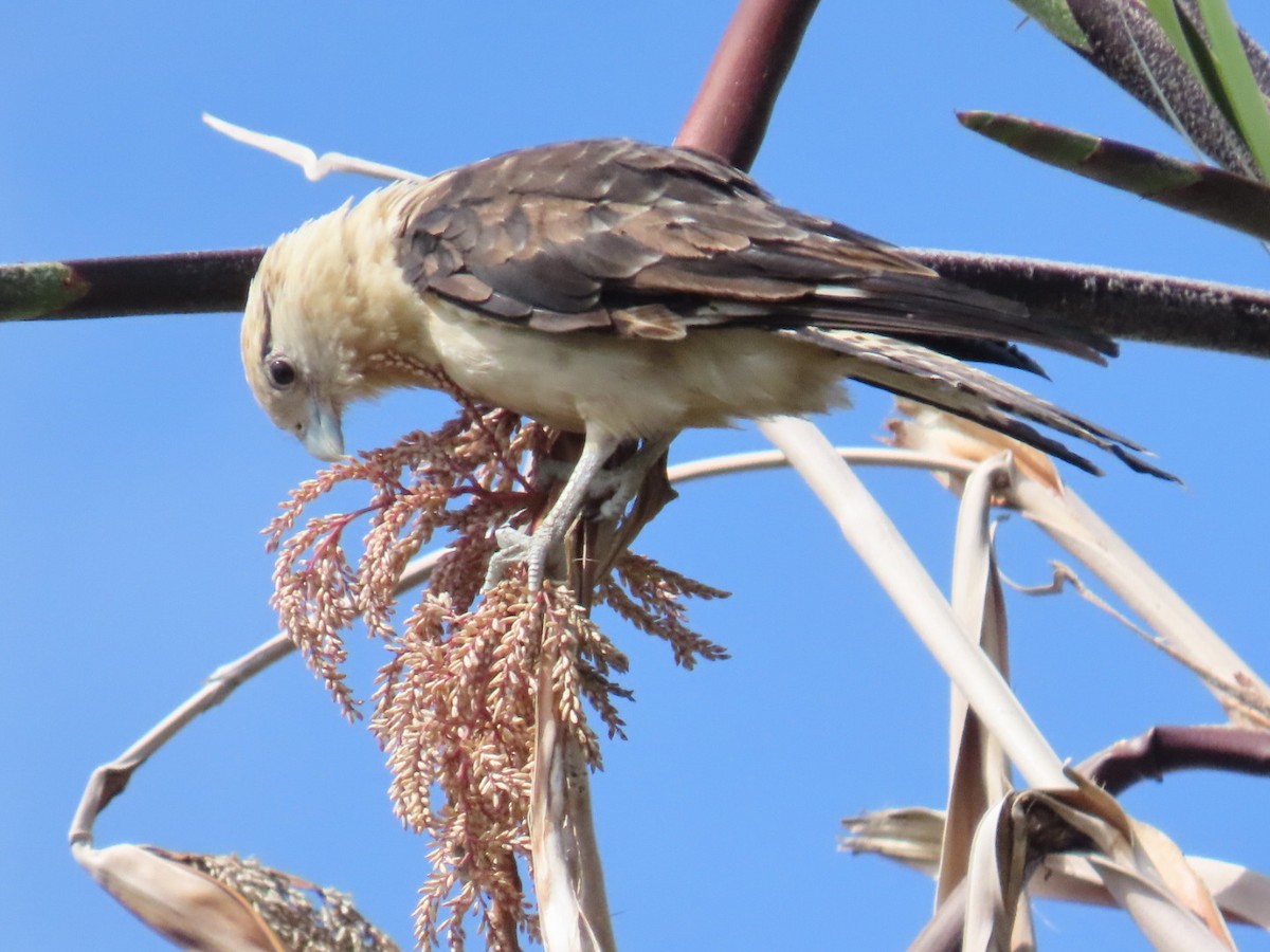 Caracara à tête jaune - ML620192576